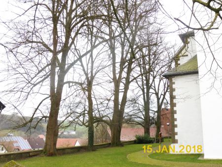 Linden an der St. Johannes Baptist-Kirche in Siddinghausen müssen Aufgrund der Verkehrssicherheit gefällt werden (Foto: © Kreis Paderborn)